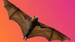 ​Why Bats Fly Only At Night Reading