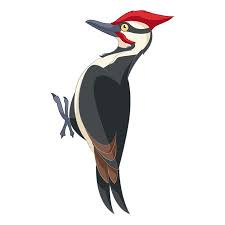 ​The woodpecker: Story Present Simple/Present Continuous