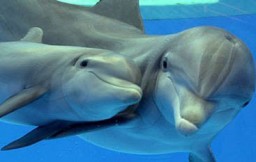 Dolphin and Mum