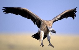 ​Vultures’ Job: Multiple Choice Grammar Test
