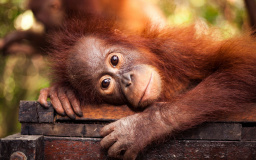 The Red Apes: Multiple Choice Vocabulary Test