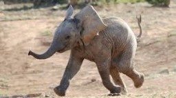 ​Orphan Elephants: Multiple Choice Grammar Test