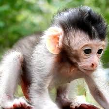 ​Monkey Nuts: Multiple Choice Vocabulary Test (Level B2/C1)