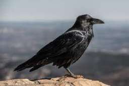 Why The Crow Is Black Reading